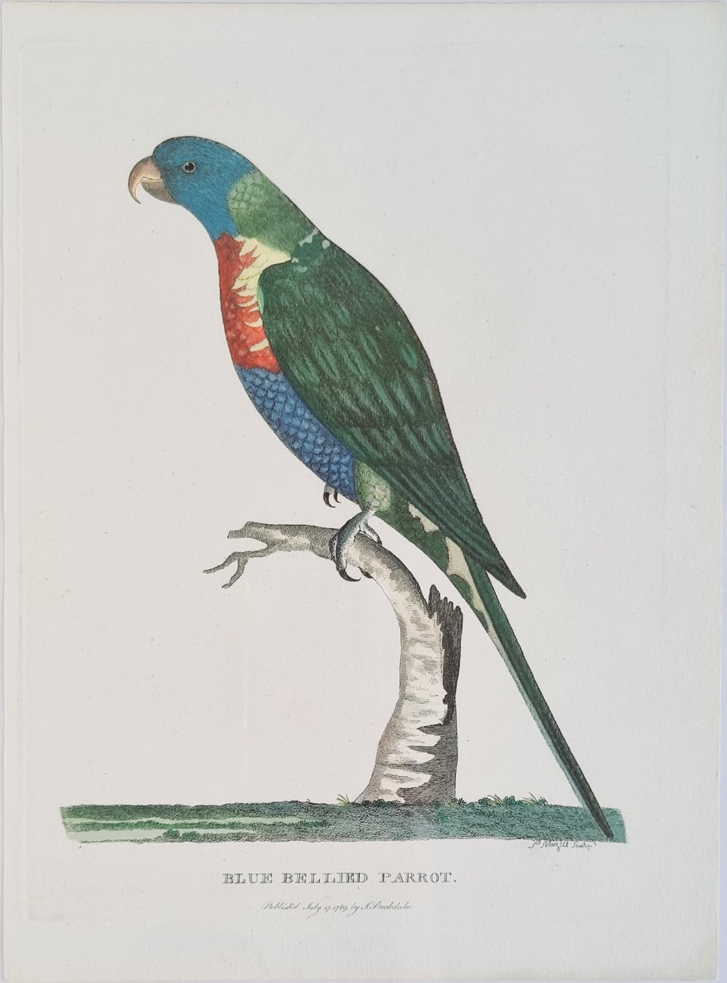 1789 Blue Bellied Parrot (Rainbow Lorrikeet) - Arthur Philip