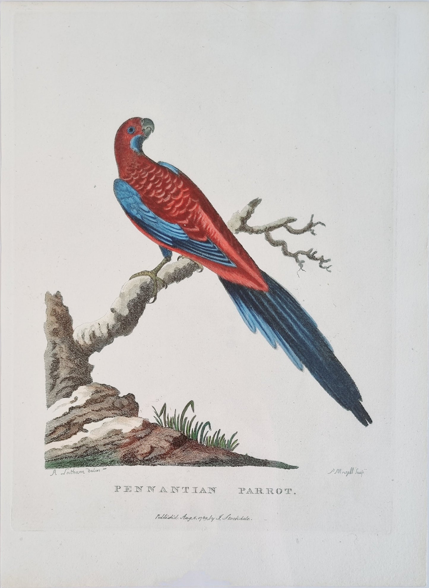 Penantian Parrot (Crimson Rosella) - Arthur Philip