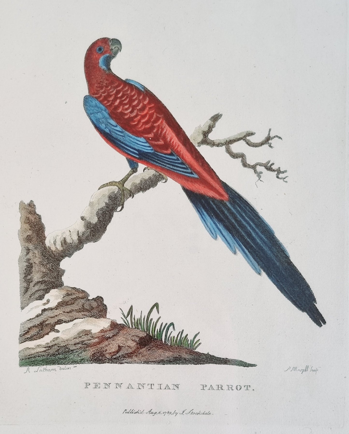 Penantian Parrot (Crimson Rosella) - Arthur Philip